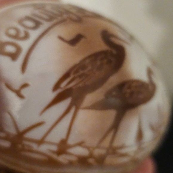 Etched Tiger Cowrie Shell Seashell Heron Egret Beauty Andaman Islands - Picture 4 of 4